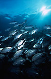 Bigeye Trevally school