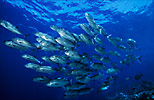 Bigeye Trevally school