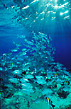 Bigeye Trevally shoal