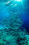 Bigeye Trevally shoal