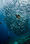 Bigeye Trevally school