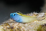 Blackline Fangblenny