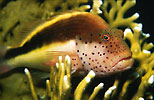 Blackside Hawkfish