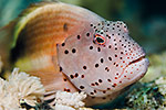 Blackside Hawkfish