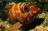 Blacktip Grouper