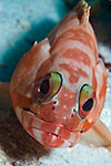 Blacktip Grouper