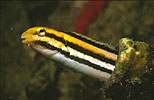 Blenny in a bottle