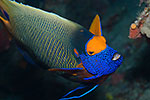 Blue-face Angelfish 
