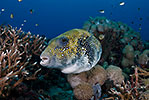 Blue-spotted Puffer