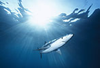Blue Shark and Sunlight