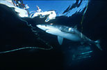 Blue Shark