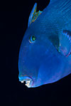 Blue triggerfish