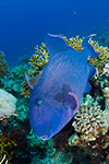 Blue Triggerfish