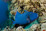 Blue Triggerfish