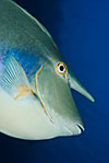 Bluespine unicornfish