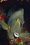 Bluespine unicornfish