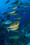 Bluespine Unicornfish shoal