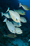 Bluespine Unicornfish school