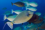 Bluespine unicornfish school