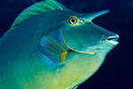 Bluespine unicornfish