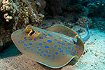 Bluespotted Ribbontail Ray