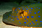 Bluespotted ribbontail ray