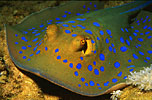 Bluespotted ribbontail ray