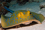 Bluespotted Ribbontail Ray