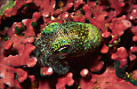 Bobtail Squid