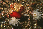 Boxer Crab with eggs