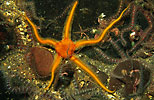 Black Brittle-star