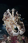 Broadclub Cuttlefish