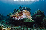 Broadclub Cuttlefish