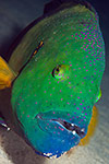 Broomtail Wrasse