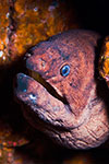 Brown moray