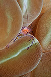 Bubble Coral Shrimp