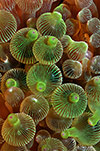 Bulb-tentacle Sea Anemone