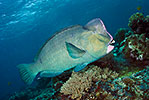 Bumphead Parrotfish