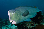 Bumphead Parrotfish