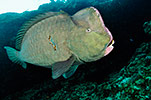 Bumphead Parrotfish