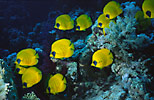 Masked Butterflyfish