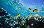 Red Sea Coral Reef