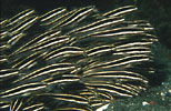 Striped Catfish