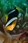 Clark's Anemonefish