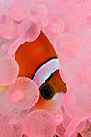 Clark's Anemonefish