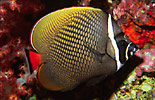 Collared Butterflyfish