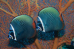 Collared Butterflyfish