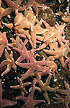 Common Starfish