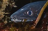 Conger Eel