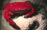 Coral Crab